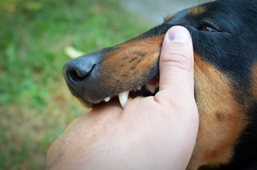 Dangerous-dog-biting-a-hand