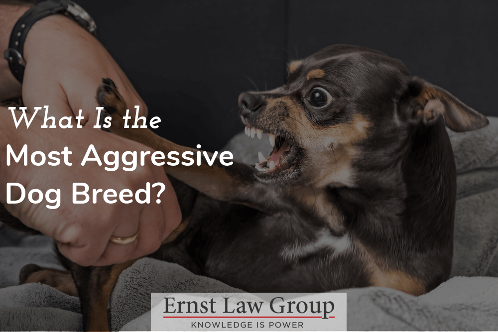 What-Is-The-Most-Aggressive-Dog-Breed