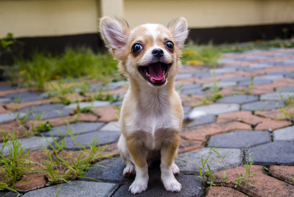 small-chihuahua-on-cobbled-pavement